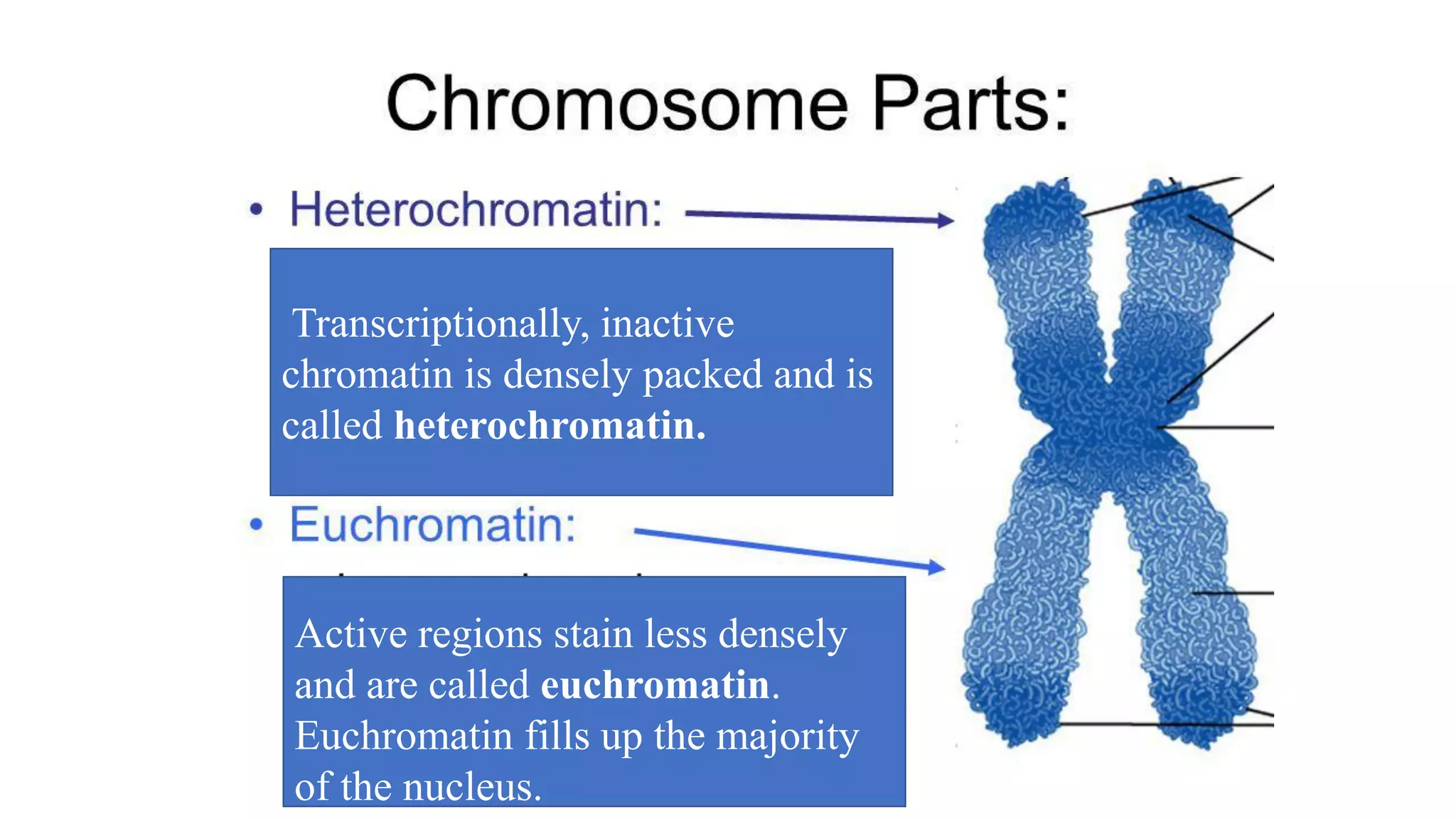 Transcriptionally, inactive
chromatin is densely packed and is
called heterochromatin.
Active regions stain less densely
and are called euchromatin.
Euchromatin fills up the majority
of the nucleus.
 