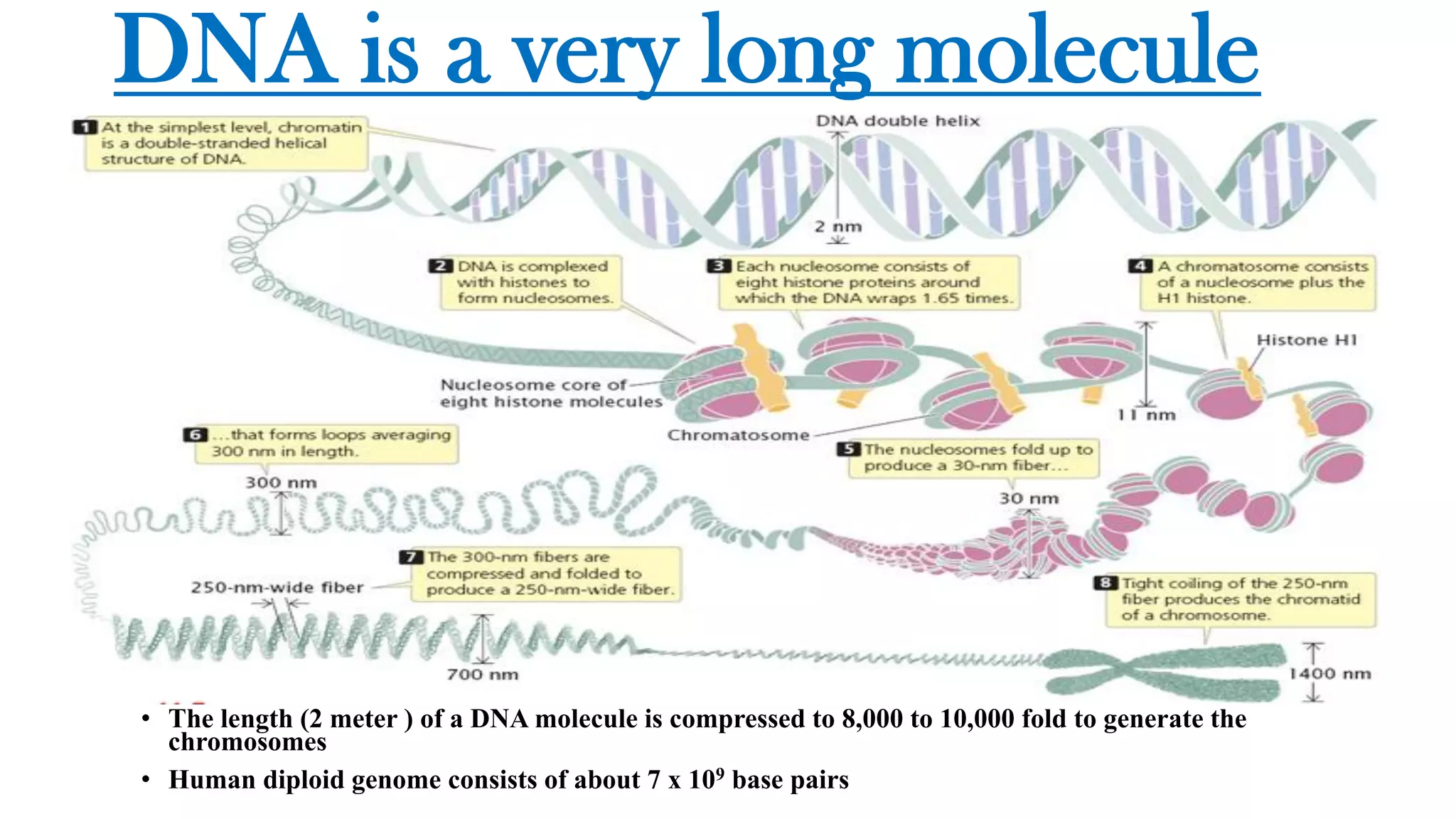 DNA is a very long molecule
• The length (2 meter ) of a DNA molecule is compressed to 8,000 to 10,000 fold to generate the
chromosomes
• Human diploid genome consists of about 7 x 109 base pairs
 