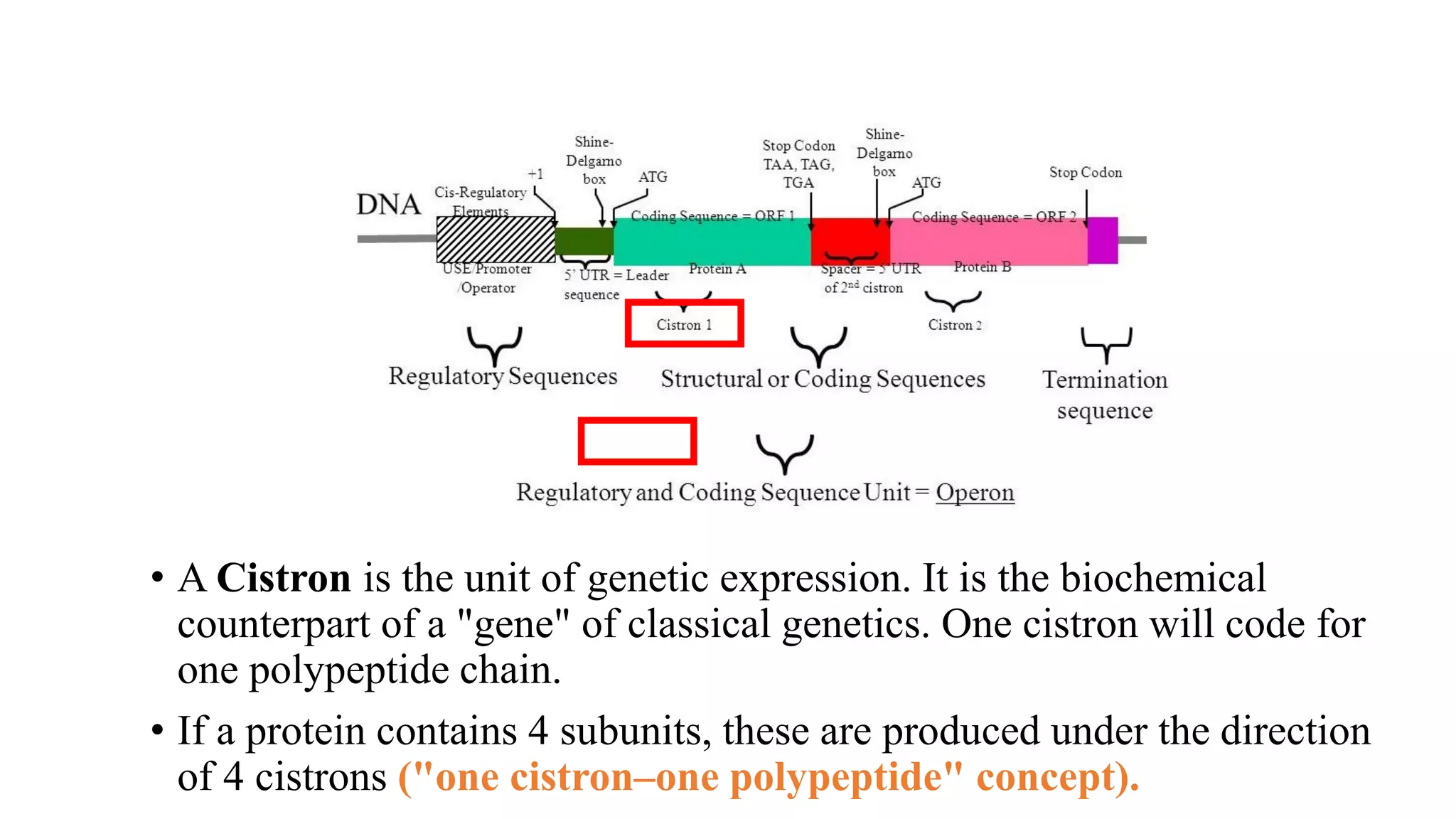 • A Cistron is the unit of genetic expression. It is the biochemical
counterpart of a "gene" of classical genetics. One cistron will code for
one polypeptide chain.
• If a protein contains 4 subunits, these are produced under the direction
of 4 cistrons ("one cistron–one polypeptide" concept).
 
