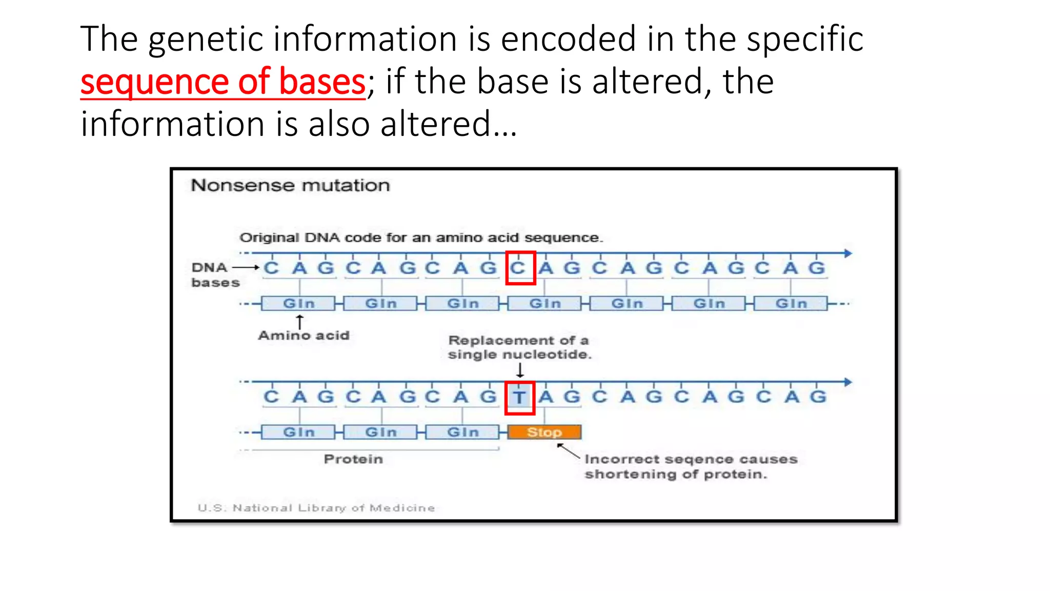 The genetic information is encoded in the specific
sequence of bases; if the base is altered, the
information is also altered…
 