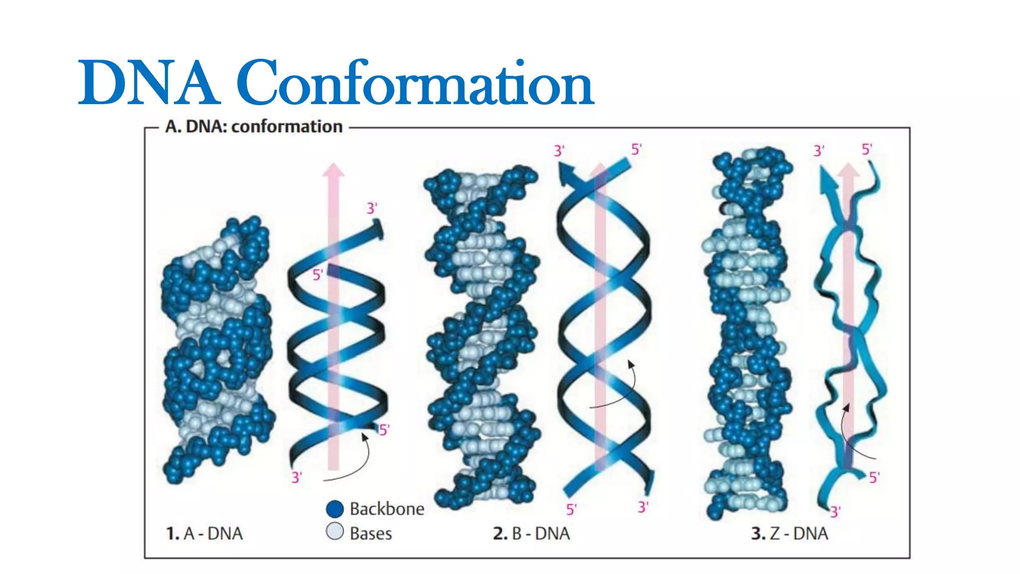DNA Conformation
 