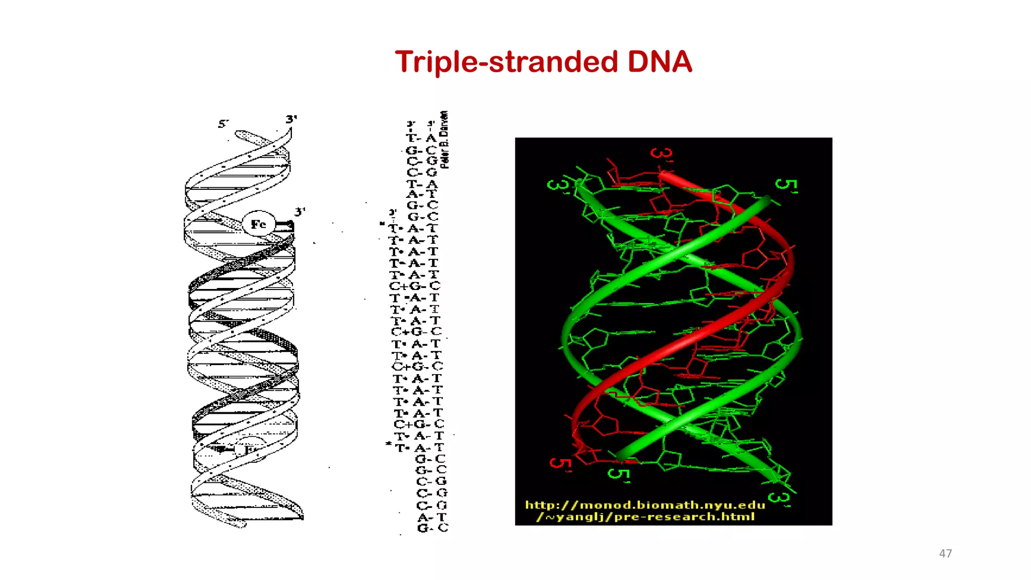 Triple-stranded DNA
47
 
