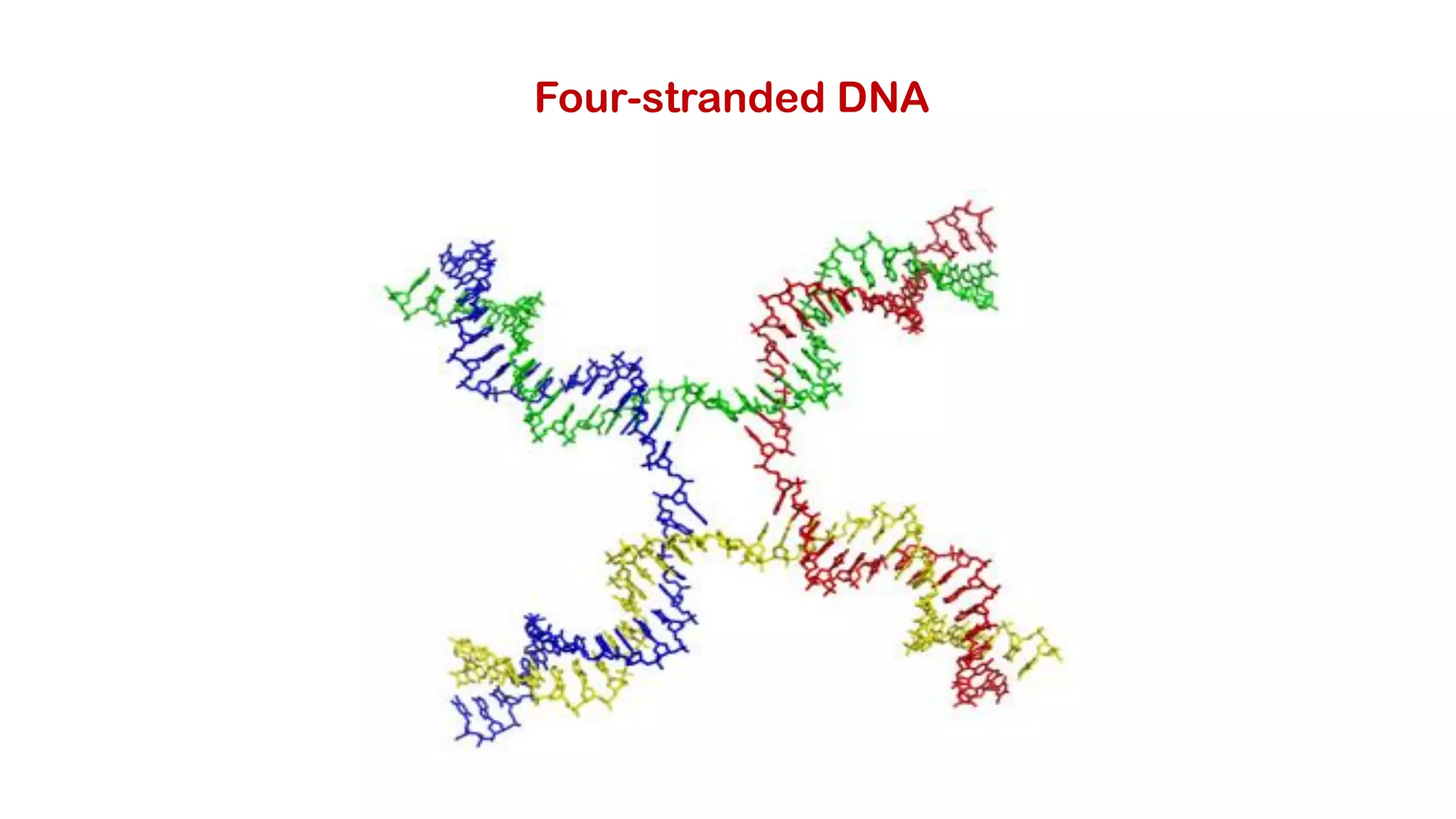 Four-stranded DNA
 