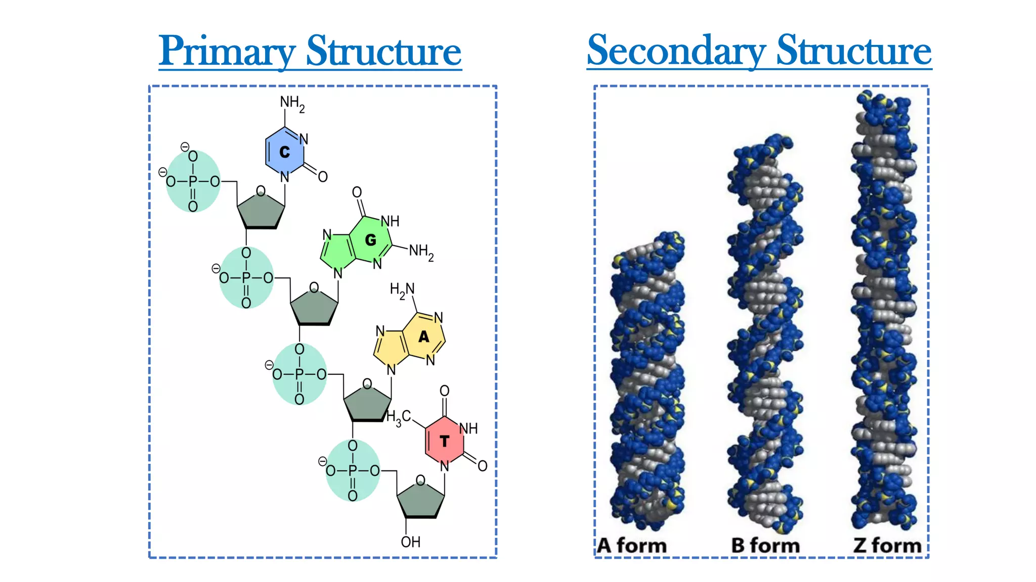 Primary Structure Secondary Structure
 