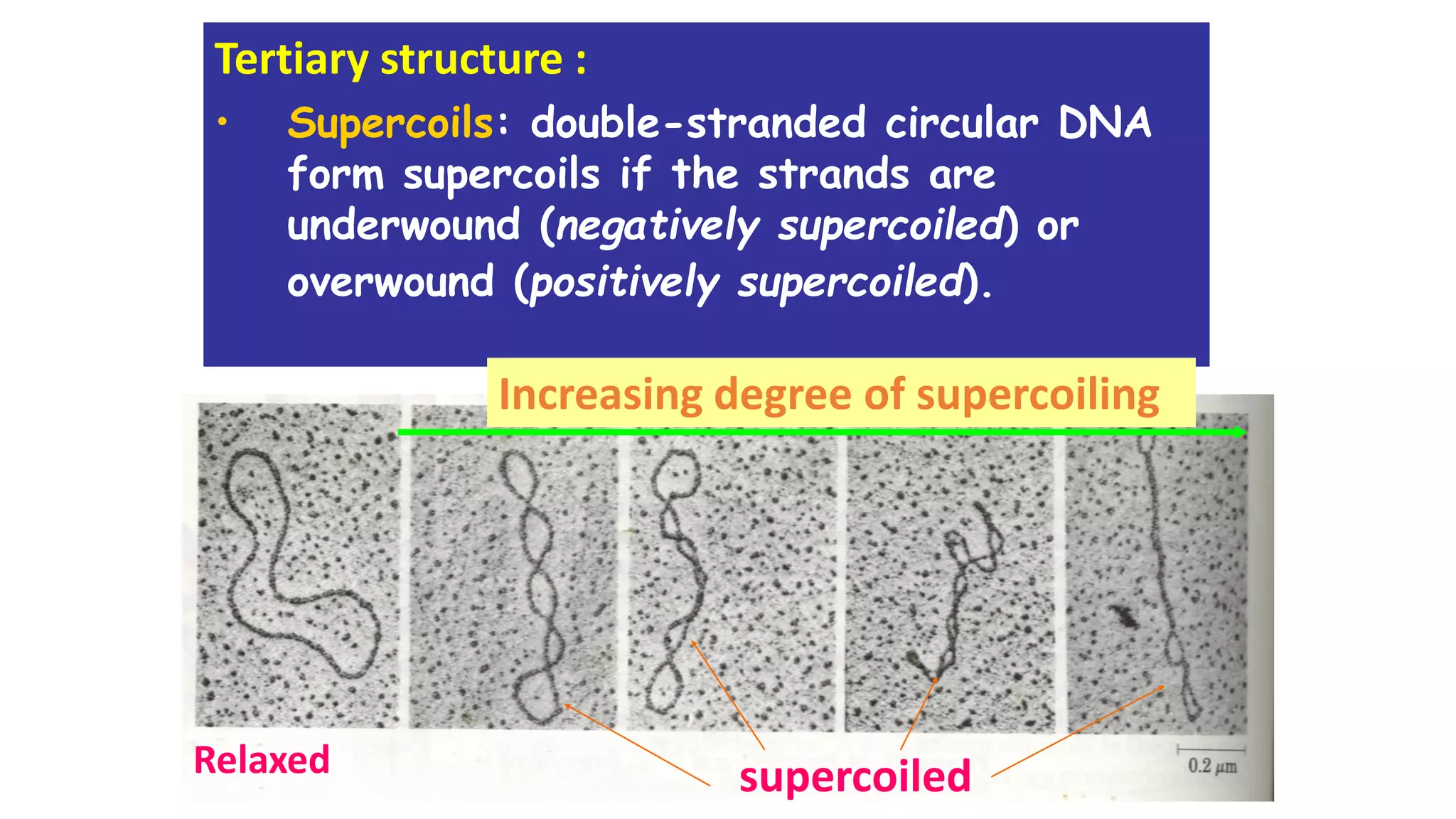 Tertiary structure :
• Supercoils: double-stranded circular DNA
form supercoils if the strands are
underwound (negatively supercoiled) or
overwound (positively supercoiled).
Relaxed supercoiled
Increasing degree of supercoiling
 