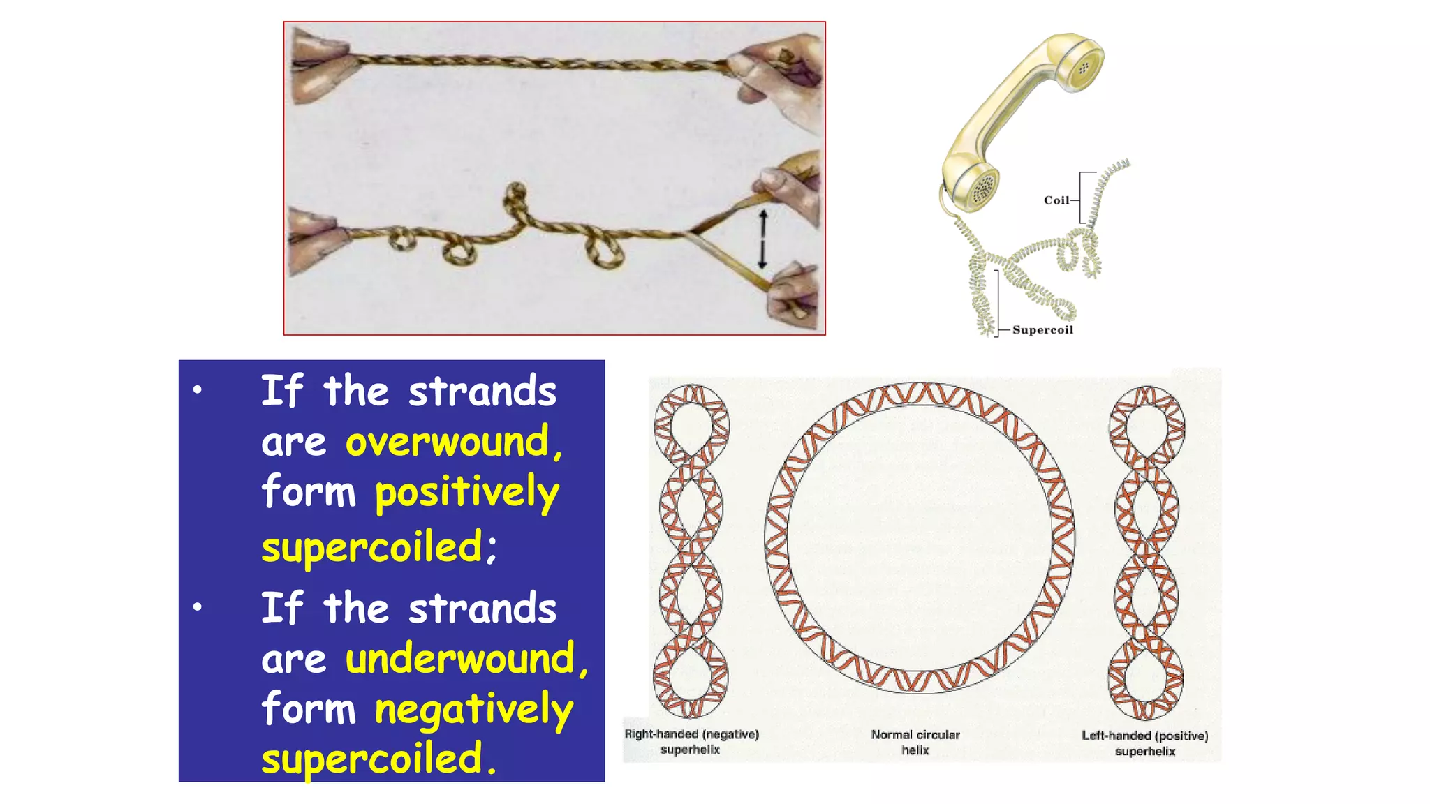• If the strands
are overwound,
form positively
supercoiled;
• If the strands
are underwound,
form negatively
supercoiled.
 