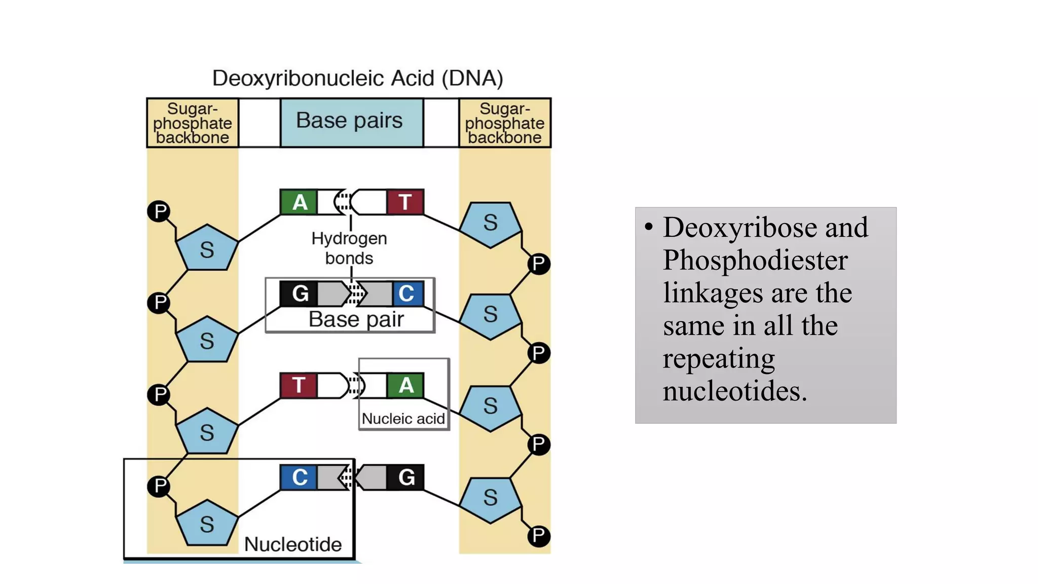 • Deoxyribose and
Phosphodiester
linkages are the
same in all the
repeating
nucleotides.
 