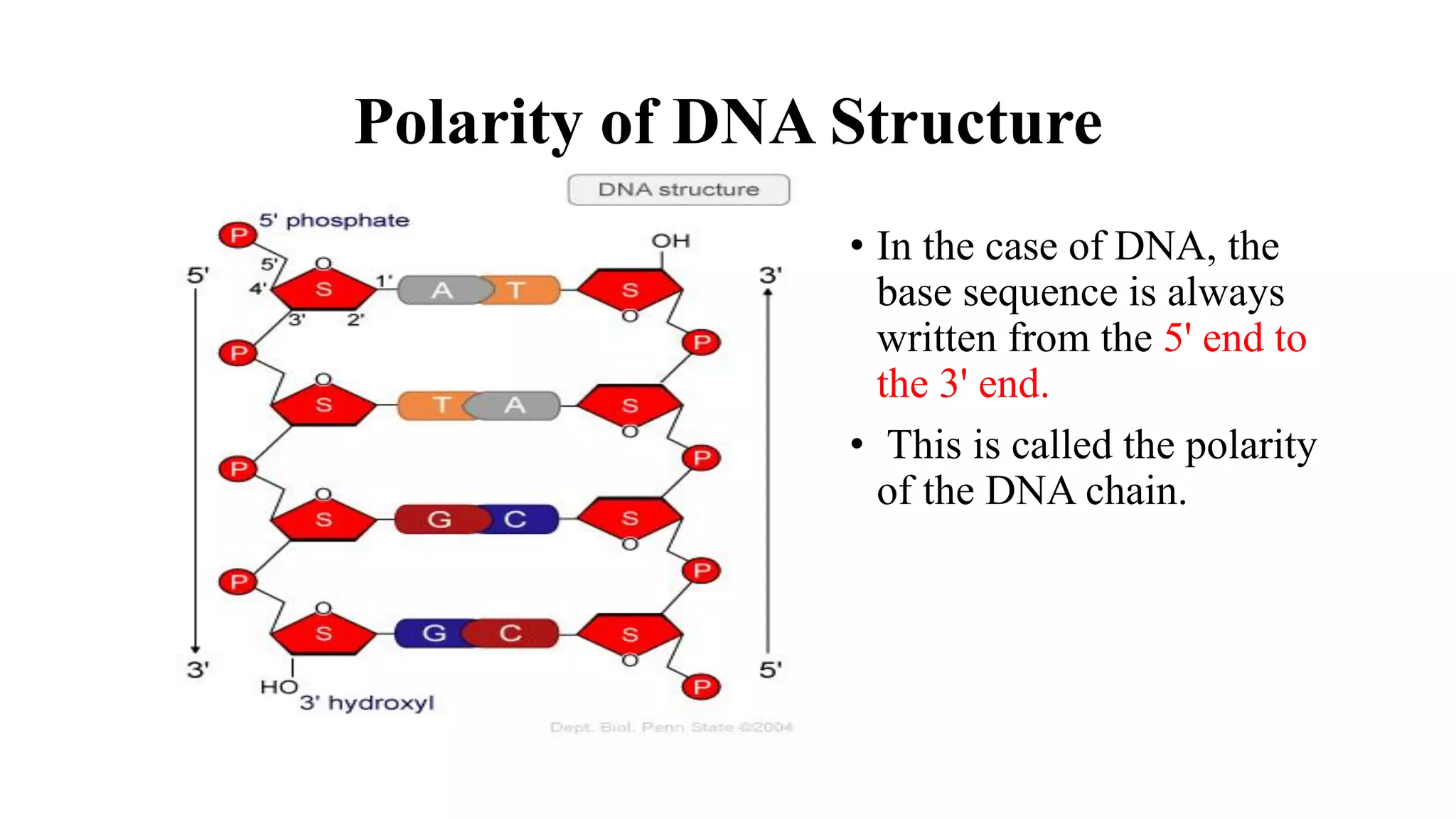 Polarity of DNA Structure
• In the case of DNA, the
base sequence is always
written from the 5' end to
the 3' end.
• This is called the polarity
of the DNA chain.
 
