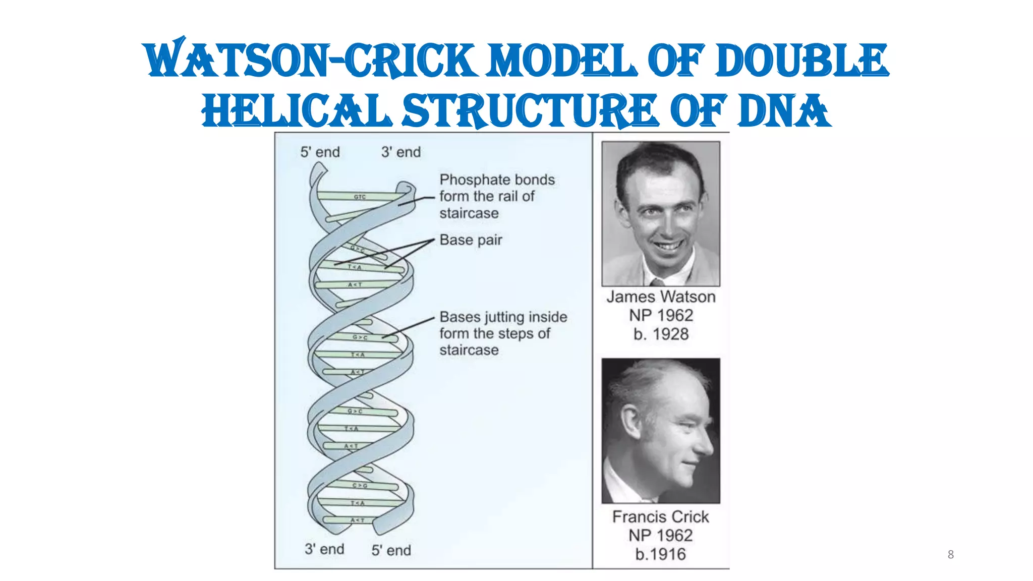 Watson-Crick Model of double
helical structure of DNA
8
 