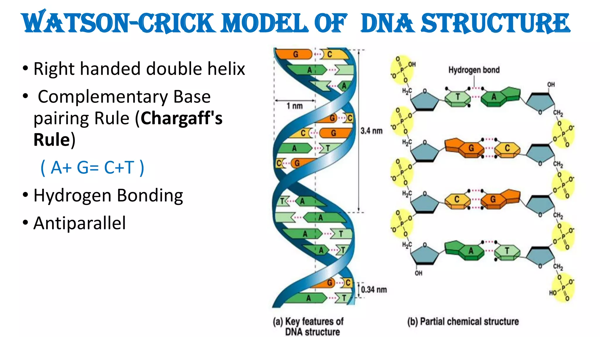 Watson-Crick Model of DNA Structure
• Right handed double helix
• Complementary Base
pairing Rule (Chargaff's
Rule)
( A+ G= C+T )
• Hydrogen Bonding
• Antiparallel
 