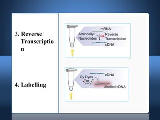 10
3. Reverse
Transcriptio
n
4. Labelling
 