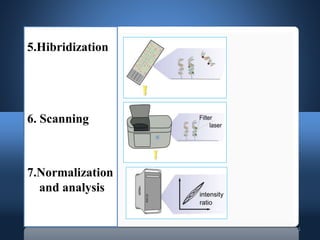 11
5.Hibridization
6. Scanning
7.Normalization
and analysis
 