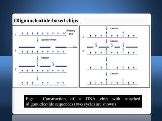 15
Oligonucleotide-based chips
Fig: Construction of a DNA chip with attached
oligonucleotide sequences (two cycles are shown)
 