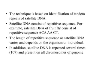 • The technique is based on identification of tandem
repeats of satellite DNA.
• Satellite DNA consist of repetitive sequence. For
example, satellite DNA of fruit fly consist of
repetitive sequence ACAAA CT.
• The length of repetitive sequence or satellite DNA
varies and depends on the organism or individual.
• In addition, satellite DNA is repeated several times
(107) and present on all chromosomes of genome
 