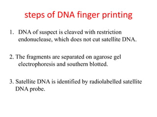 steps of DNA finger printing
1. DNA of suspect is cleaved with restriction
endonuclease, which does not cut satellite DNA.
2. The fragments are separated on agarose gel
electrophoresis and southern blotted.
3. Satellite DNA is identified by radiolabelled satellite
DNA probe.
 