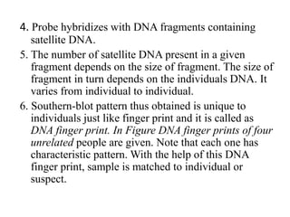 4. Probe hybridizes with DNA fragments containing
satellite DNA.
5. The number of satellite DNA present in a given
fragment depends on the size of fragment. The size of
fragment in turn depends on the individuals DNA. It
varies from individual to individual.
6. Southern-blot pattern thus obtained is unique to
individuals just like finger print and it is called as
DNA finger print. In Figure DNA finger prints of four
unrelated people are given. Note that each one has
characteristic pattern. With the help of this DNA
finger print, sample is matched to individual or
suspect.
 