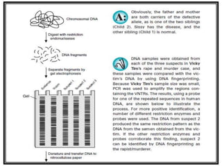 Dna chips, RFLPs & dna fingerprint
