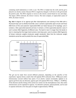 DNA CLONING


containing small indentations or wells is cast. The DNA is loaded into the wells and the gel is
placed in an electric current. Because DNA is negatively charged, it will move in the gel towards
the positive pole. The DNA migrates or moves in the electric current based on size and shape.
The larger a DNA molecule, the slower it moves. The more compact, or supercoiled a piece of
DNA, the faster it moves.

Fig. 14.6 A diagram of an agarose gel after electrophoresis and staining of the DNA with a
fluorescent dye such as ethidium bromide. Lane 1 contains supercoiled, open circular and linear
DNA forms of the same plasmid. Supercoiled DNA runs faster because of its topology. Lane 2
contains a 5kb supercoiled plasmid and lane 3 contains a 10 kb supercoiled plasmid. Lanes 4
and 5 contain DNA fragments of different sizes. The band in lane 4 is larger than the bands in
lane 5, meaning that the larger band contains more base pairs. Lane 6 contains DNA fragments
of known molecular weights (molecular weight standards). Note that the molecular weight
standards cannot be used to predict the sizes of supercoiled DNA.




The gel can be made from several different polymers, depending on the specifics of the
experiment. Agarose forms a matrix that will separate DNA molecules from ~500bp up to entire
chromosomes (several million base pairs). If an electric current isconstantly applied to an
agarose gel from only one direction, agarose gels will separate DNA from ~500bp to ~25,000 bp.
If the direction and the timing of the current are varied over the electrophoresis time, then entire
chromosomes can be separated in agarose. An alternative polymer, polyacrylamide, can be used
to separate molecules a few base pairs in length to approximately 1000 bp.


                                              17
                                   CMR COLLEGE OF PHARMACY
 