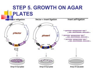 STEP 5. GROWTH ON AGAR
PLATES
 
