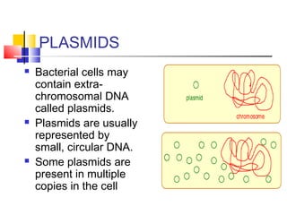 PLASMID VECTORS
 Plasmid vectors are ≈1.2–
3kb and contain:
 replication origin (ORI)
sequence
 a gene that permits
sel...