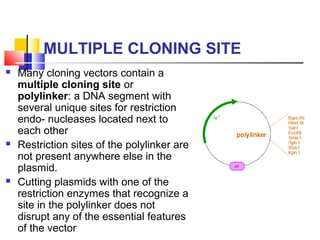 MULTIPLE CLONING SITE
 Gene to be cloned
can be introduced
into the cloning
vector at one of
the restriction
sites presen...