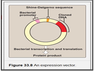 How Are Genes Cloned Using
Plasmids?
 To understand how genes are cloned, we
need introduce three terms.
 Recombinant DN...