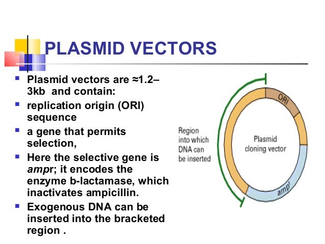 touchdown pcr to amplify 3kb plasmid region touchdown pcr to amplify 3kb plasmid region