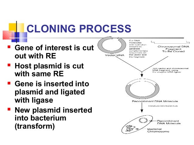 Dna cloning