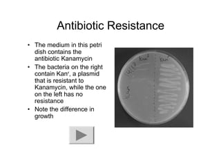Antibiotic Resistance
• The medium in this petri
dish contains the
antibiotic Kanamycin
• The bacteria on the right
contain Kanr, a plasmid
that is resistant to
Kanamycin, while the one
on the left has no
resistance
• Note the difference in
growth
 