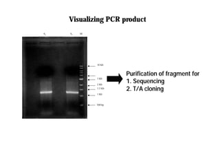 500 bp
1 Kb
1.5 Kb
2 Kb
3 Kb
10 Kb
M
S1
S2
Purification of fragment for
Purification of fragment for
1. Sequencing
1. Sequencing
2. T/A cloning
2. T/A cloning
Visualizing PCR product
Visualizing PCR product
 