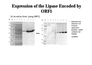 Expression of the Lipase Encoded by
Expression of the Lipase Encoded by
ORF1
ORF1
kD M 1 2 3 4 1 2 3 4
In its native form: [using ORF1]
97
66
45
31
22
14
97
66
45
31
22
14
kD M 1 2 3 4 1 2 3 4
F Expression was
observed in all
fractions:
supernatant,
periplasm, soluble
cytoplasm and
insoluble
cytoplasm.
 