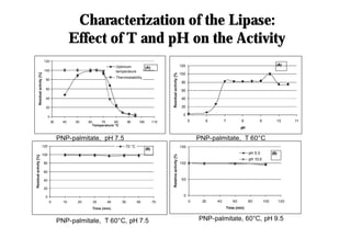 Characterization of the Lipase:
Characterization of the Lipase:
Effect of T and pH on the Activity
Effect of T and pH on the Activity
0
20
40
60
80
100
120
30 40 50 60 70 80 90 100 110
Temperature °C
Residual
activity
[%]
Optimum
temperature
Thermostability
(A)
0
20
40
60
80
100
120
5 6 7 8 9 10 11
pH
Residual
activity
[%]
(A)
PNP-palmitate, 60°C
PNP-palmitate, T 60°C, pH 7.5
PNP-palmitate, 60°C,pH 7.5
0
50
100
150
0 20 40 60 80 100 120
Time (min)
Relative
activity
[%]
pH 5.0
pH 10.5
(B)
0
20
40
60
80
100
120
0 10 20 30 40 50 60 70
Time (min)
Residual
activity
[%]
70 °C
(B)
PNP-palmitate, 60°C, pH 9.5
PNP-palmitate, pH 7.5 PNP-palmitate, T 60°C
 
