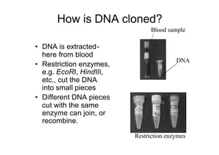 How is DNA cloned?
• DNA is extracted-
here from blood
• Restriction enzymes,
e.g. EcoRI, HindIII,
etc., cut the DNA
into small pieces
• Different DNA pieces
cut with the same
enzyme can join, or
recombine.
Blood sample
DNA
Restriction enzymes
 