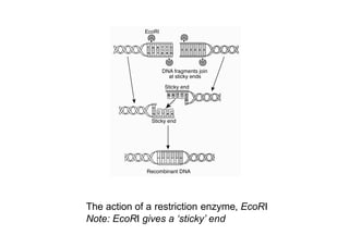 The action of a restriction enzyme, EcoRI
Note: EcoRI gives a ‘sticky’ end
 