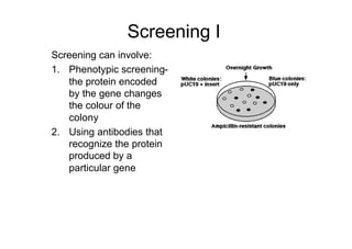 Screening I
Screening can involve:
1. Phenotypic screening-
the protein encoded
by the gene changes
the colour of the
colony
2. Using antibodies that
recognize the protein
produced by a
particular gene
 