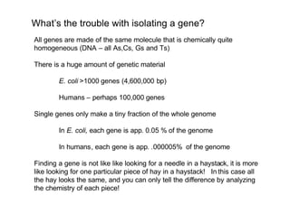 All genes are made of the same molecule that is chemically quite
homogeneous (DNA – all As,Cs, Gs and Ts)
There is a huge amount of genetic material
E. coli >1000 genes (4,600,000 bp)
Humans – perhaps 100,000 genes
Single genes only make a tiny fraction of the whole genome
In E. coli, each gene is app. 0.05 % of the genome
In humans, each gene is app. .000005% of the genome
Finding a gene is not like like looking for a needle in a haystack, it is more
like looking for one particular piece of hay in a haystack! In this case all
the hay looks the same, and you can only tell the difference by analyzing
the chemistry of each piece!
What’s the trouble with isolating a gene?
 