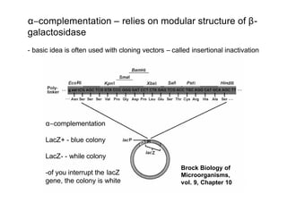 α−complementation
LacZ+ - blue colony
LacZ- - while colony
-of you interrupt the lacZ
gene, the colony is white
α−complementation – relies on modular structure of β-
galactosidase
- basic idea is often used with cloning vectors – called insertional inactivation
Brock Biology of
Microorganisms,
vol. 9, Chapter 10
 