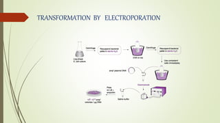 TRANSFORMATION BY ELECTROPORATION
 
