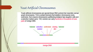 Yeast Artificial Chromosomes
 
