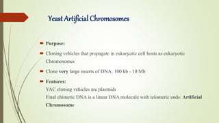 Yeast Artificial Chromosomes
 Purpose:
 Cloning vehicles that propagate in eukaryotic cell hosts as eukaryotic
Chromosomes
 Clone very large inserts of DNA: 100 kb - 10 Mb
 Features:
YAC cloning vehicles are plasmids
Final chimeric DNA is a linear DNA molecule with telomeric ends: Artificial
Chromosome
 