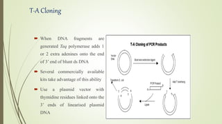 T-A Cloning
 When DNA fragments are
generated Taq polymerase adds 1
or 2 extra adenines onto the end
of 3’ end of blunt ds DNA
 Several commercially available
kits take advantage of this ability
 Use a plasmid vector with
thymidine residues linked onto the
3’ ends of linearised plasmid
DNA
 