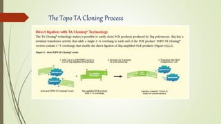 The Topo TA Cloning Process
 
