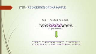 STEP 1- RE DIGESTION OF DNA SAMPLE
Pst 1 Pst 1 Pst 1 Pst 1 Pst 1
 