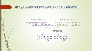 STEP 3- LIGATION OF DNA SAMPLE AND PLASMID DNA
 