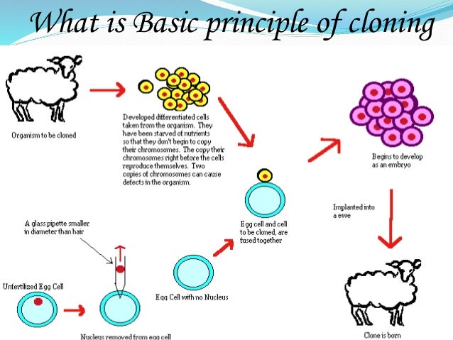 dna cloning