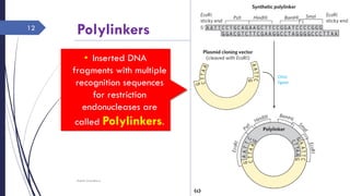 Polylinkers
Saturday, June 11,
2016
Rajesh Chaudhary
12
• Inserted DNA
fragments with multiple
recognition sequences
for restriction
endonucleases are
called Polylinkers.
 
