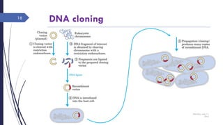 DNA cloning
Saturday, June 11,
2016
Rajesh Chaudhary
16
 