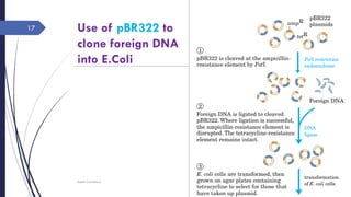 Use of pBR322 to
clone foreign DNA
into E.Coli
Saturday, June 11,
2016
Rajesh Chaudhary
17
 