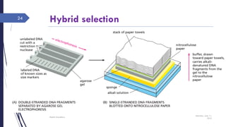Hybrid selection
Saturday, June 11,
2016
Rajesh Chaudhary
24
 
