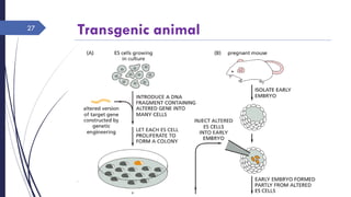 Transgenic animal
Rajesh Chaudhary
27
 